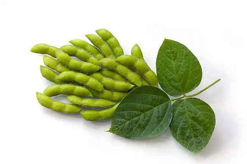 大豆冷庫(kù)儲(chǔ)存.jpg 大豆冷庫(kù)儲(chǔ)存.jpg